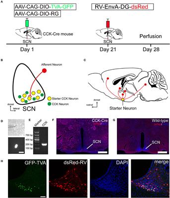 Whole-Brain Monosynaptic Afferent Projections to the Cholecystokinin Neurons of the Suprachiasmatic Nucleus